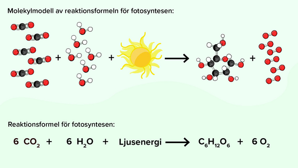 fotosyntes1